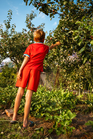 Rear view of a boy reaching out with his hand to pluck apple from an apple tree in the garden of a village houseの写真素材