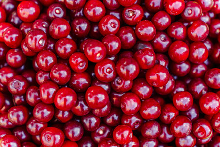 The texture of many cherries. Natural background of harvested ripe red sour cherry berriesの写真素材