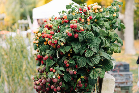 A bush of large garden raspberries, abundantly strewn with berries of varying degrees of maturity in the city marketの写真素材
