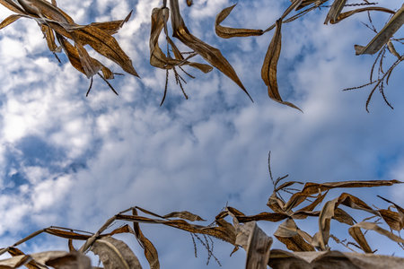 Leaves and stalk of corn in autumn on the background of blue sky with clouds. Copy space in the center of the frame. Environmental Protection Conceptの写真素材