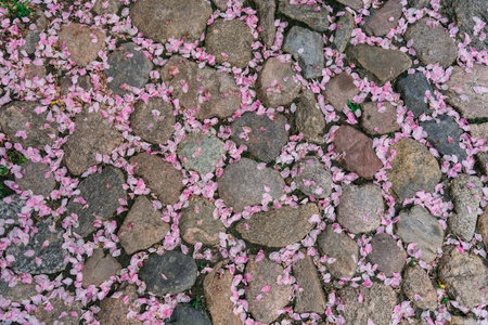 The stone pavement is strewn with pink flower petals that have fallen from a cherry blossom tree.の写真素材