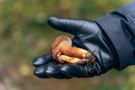 mans hand in black glove holding freshly foraged birch bolete (Leccinum scabrum) mushroom with autumn foliage backgroundの写真素材