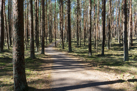 Serene Forest Path Winding Through Tall Pine Treesの写真素材