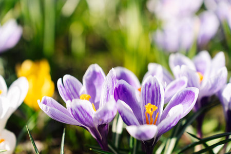 Macro shot of Crocus Vernus Pickwick in full bloom, vibrant violet petals with intricate white...