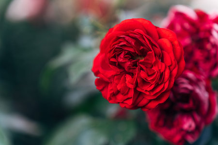 red garden rose in full bloom with layered petals from rosa hybrid tea group close up