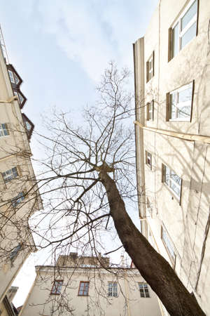 European oldtown courtyard with tree, wide angle view.の写真素材