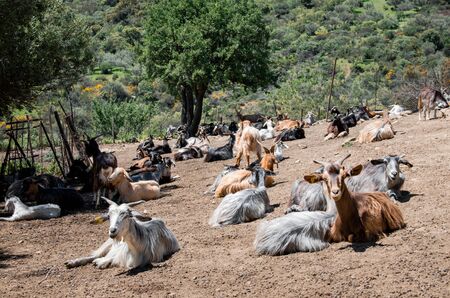 Group of black goats outdoors on a Sicilian farmの写真素材