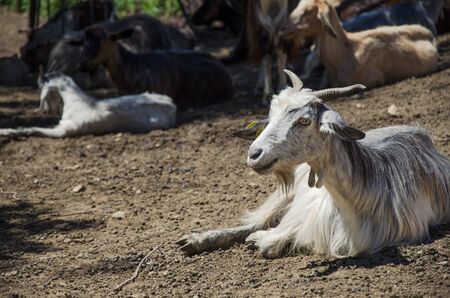 Portrait of a goat in a Sicilian herd on the Madonie, outdoors