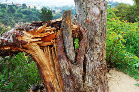 broken treeの写真素材