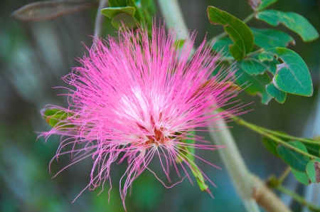 A unique pink flower  macro の写真素材