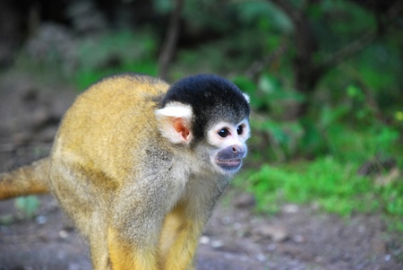 A cute Squirrel Monkey in the forestの写真素材