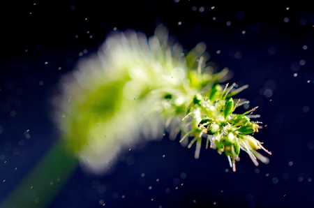 Artistic image of a green seed seedling many point of light and bokeh blur