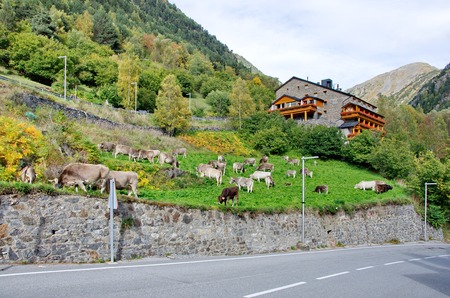 Typical dark brick Andorra house with  cows grazing on the grass in the tiny village of El Sarrat in the Pyrenees Mountainsのeditorial素材