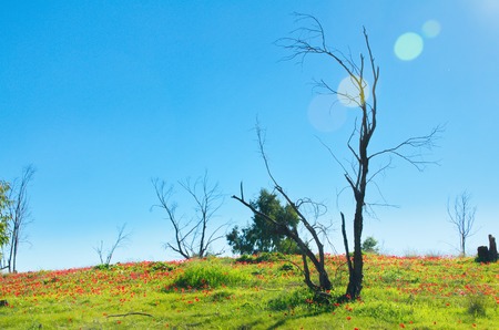 Naked tree in a field of wild red anemone coronaria (windflower) flowers blooming in the sunny Galilee, Israel, after the winter rainsの写真素材