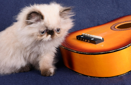 A young, two month old Blue Point Himalayan Persian kitten with a miniature guitar on a blue backgroundの写真素材