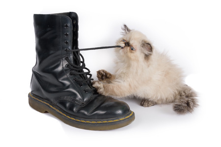 Cat playing with a boot and its laces - A two month old Blue Point Himalayan Persian kitten in playの写真素材