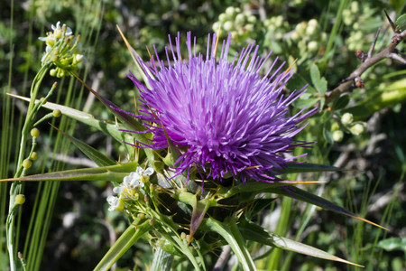 Beautiful purple thistle thorn flower blooming in an Israel forest near Tel Avivの写真素材