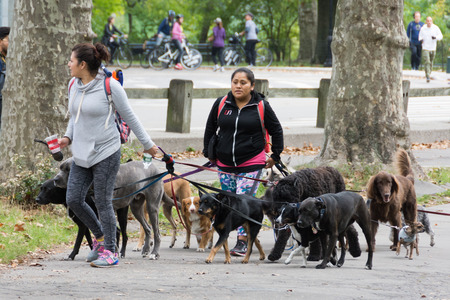 NEW YORK - Oct. 12, 2016 - Professional dog walkers in Central Park, New York Cityのeditorial素材