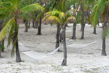 Hammocks tied to palm trees in the tropical paradise island of Coco Cay in Bahamas, Caribbeanの写真素材