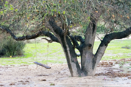 Lone tree and a swing in the Carmel and Lower Galilee regions between Zihron Yaakov, Nazareth, and Safed in Israelの写真素材