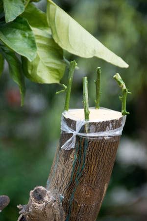 Grafting of eatable citrus trees (orange, pomelo, tangarine, and grapefruit) onto a wild orange stock root in the Tel Aviv area of Israel, producing strong, fast growing, high quality citrus fruit trees.の写真素材