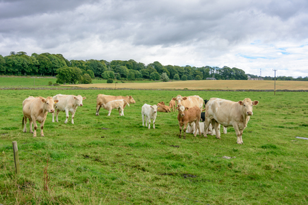 Cows grazing freely on green gently rolling hills in beautiful northern Scotland (Grampians region near Aberdeen)の写真素材