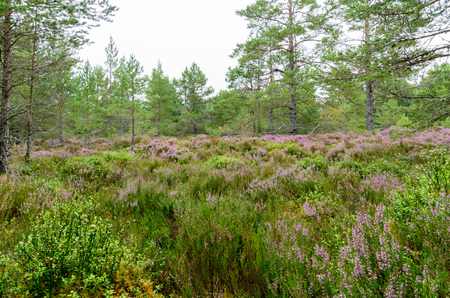 Purple heather in Inverdruie Forest in Coylumbridge, Aviemore, Scotland in the Cairngorms National Parkの写真素材