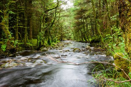 Forest and river on Ben Nevis mountain near Fort Willams in the Scotland Highlandsの写真素材