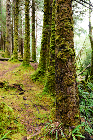 Forest on Ben Nevis mountain near Fort Willams in the Scotland Highlandsの写真素材