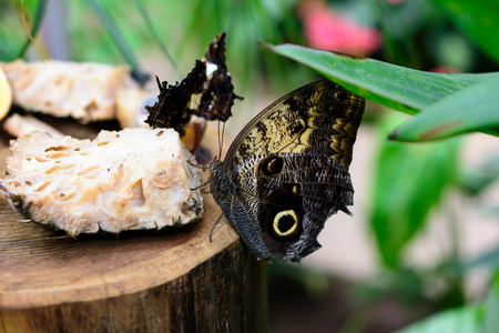 Beautiful butterfly eating fruit- macro imageの写真素材