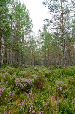 Purple heather in Inverdruie Forest in Coylumbridge, Aviemore, Scotland in the Cairngorms National Parkの写真素材