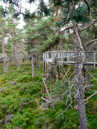 Raised platform nature trail bridge in the Cairngorms National Park in Northern Scotlandの写真素材