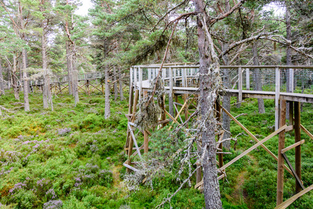 Raised platform nature trail bridge in the Cairngorms National Park in Northern Scotlandの写真素材