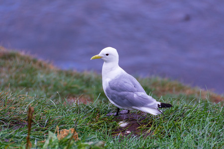 Arctic tern on Puffin Island at Borgarfjördur Eystri Fjord Marina and Harbor in Northeast Icelandの写真素材