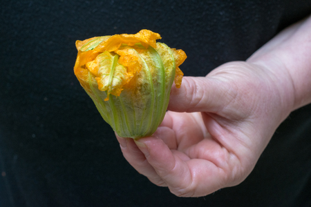 Cooking stuffed zucchini flowers / squash blossom - an Italian and Greek delicacy stuffed with rice, tomato, and herbsの写真素材