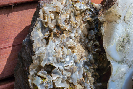 STODVARFJORDUR, ICELAND - JULY 27, 2018 - Petra's Stone Mineral Collection house and museum showing rare rocks and minerals, Icelandのeditorial素材