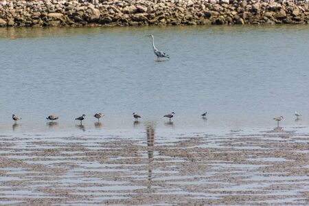 Fresh water fish growing ponds and migrating birds at Kibbutz Haogen in central Israelの写真素材
