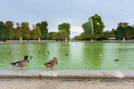 PARIS, FRANCE - SEPT. 18, 2018: Parisians and tourists enjoying a beautiful spring day at Tuileries Gardens in central Parisのeditorial素材
