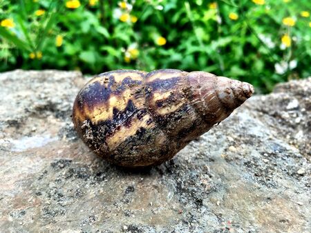 Snail on concrete