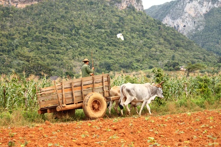 Working on Vinales tobacco fieldsの写真素材