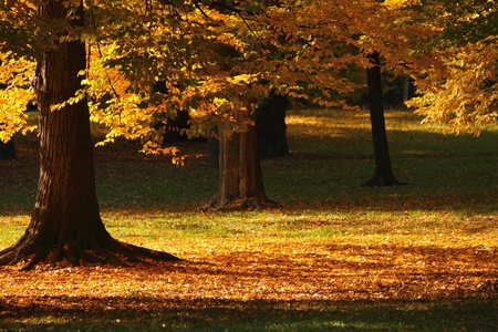 autumn scenes