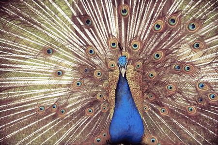 Peacockの写真素材