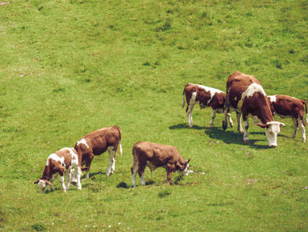 Scenes of Slovenia, Velika Planina
