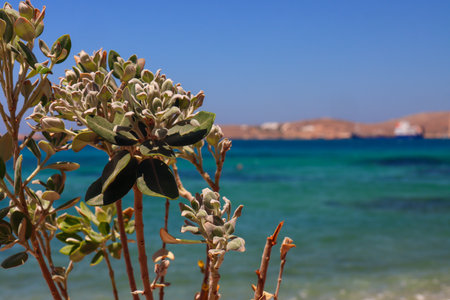 Flowering bush on the coast of the Red Sea in Egyptの写真素材