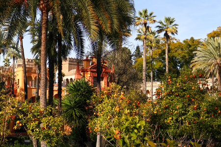 Palm trees and tangerines in a garden in Barcelona, Spainの写真素材