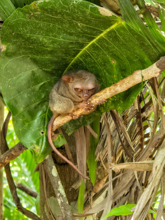 Tarsier in the jungle of Philippines. Bohol Islandの写真素材