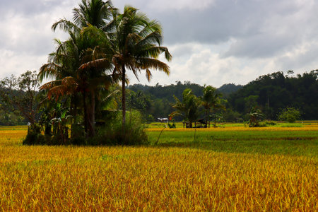 Rice field with coconut tree in the background,Thailand.の写真素材