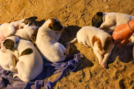 Jack Russell Terrier puppies are sleeping on the sand in the sunの写真素材