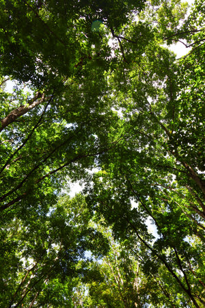 Tropical forest view from below into the sky, nature backgroundの写真素材