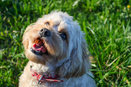 Poodle dog on the green grass in the park. Shih Tzu